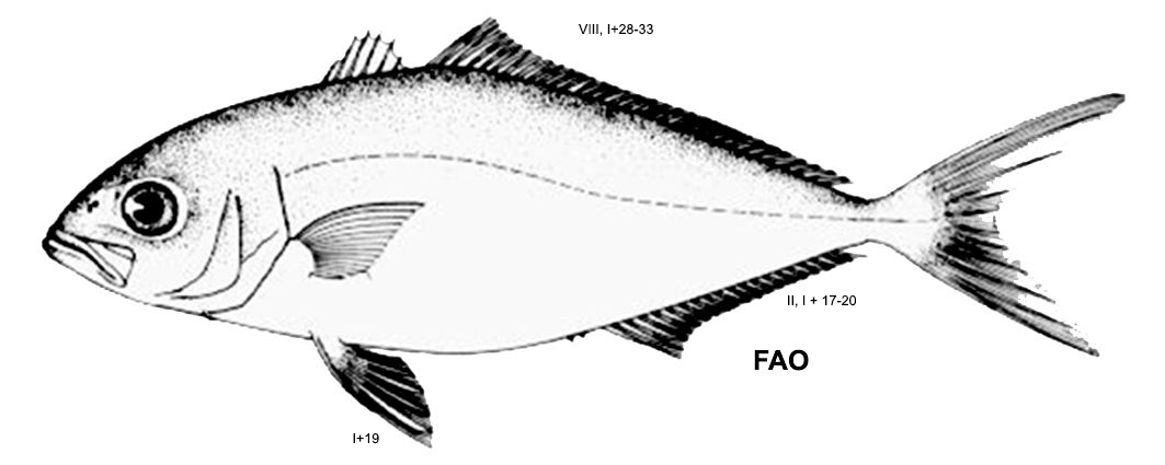 Seriola fasciata_001.jpg